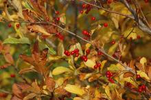 fruiting branches, fall