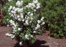 plant habit, flowering in early summer