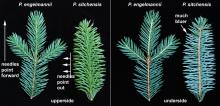 branchlet comparison