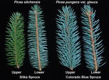 branchlet, needles, comparison with Colorado Blue Spruce