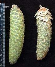cones, late summer