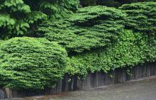 plant habit