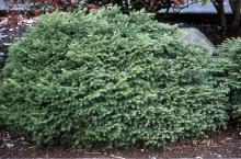 plant habit