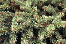 branchlets, needles