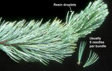 branch and needles branch and needles