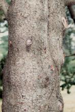 trunk, bark trunk, bark