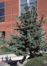 plant habit plant habit
