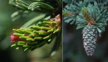 female flower and immature seed cone female flower and immature seed cone
