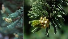 male pollen cones male pollen cones