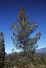 plant habit, mature tree