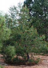 plant habit