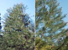 plant habit and branches