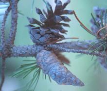 cones, peresistent and opened
