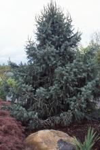 plant habit