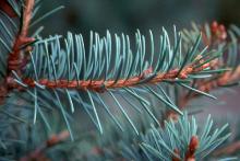 needles