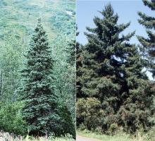 plant habit