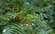 leaves and developing fruit leaves and developing fruit