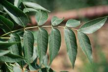 leaf leaf