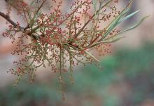 flowers and unfolding leaves flowers and unfolding leaves