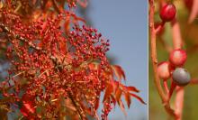 fruit, fall fruit, fall