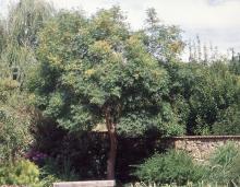 plant habit, summer plant habit, summer