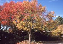 plant habit, fall plant habit, fall