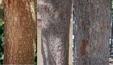 trunk, bark trunk, bark