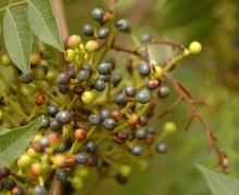 developing fruit, summer developing fruit, summer