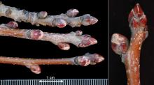 winter twig, buds winter twig, buds