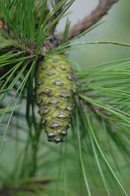 developing cone developing cone