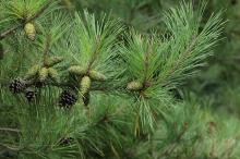 branch, developing and spent cones branch, developing and spent cones