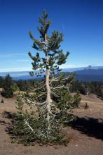 in habitat, Crater Lake Nat. Park in habitat, Crater Lake Nat. Park