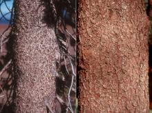 trunk, bark trunk, bark