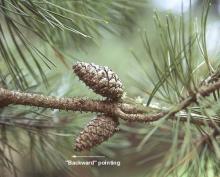 cones, closed cones, closed