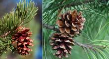 open cones open cones