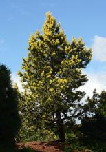 plant habit, spring