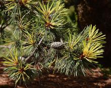 needles and cones