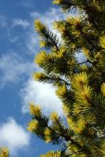 branches