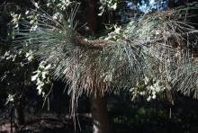 branch, needles branch, needles