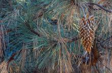 needles and cone needles and cone