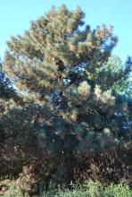 plant habit plant habit