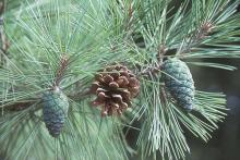 needles and cones