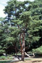 plant habit