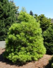 plant habit