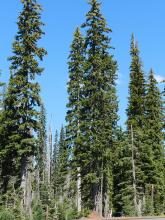 plant habit, in habitat