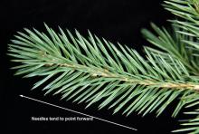 branchlet