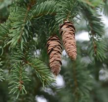 maturing cones and needles