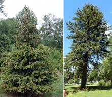 plant habit