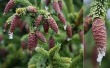 immature cones