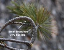 flexible branch flexible branch